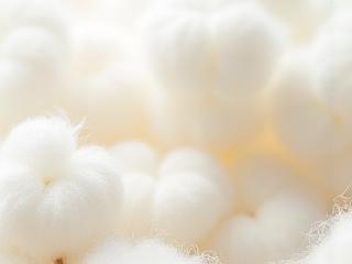 Close-up of raw organic cotton fibers, soft and textured